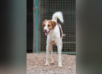 Loki - Bekommt er jetzt seine Chance? (51145 Köln)