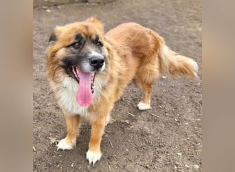 Ursu - freundlicher, verschmuster Herdenschutzhund Mix Rüde / z.Zt. noch in Rumänien