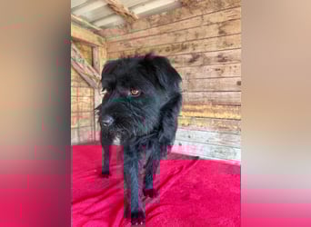 Bogi, Schnauzer-Mix, Hündin, geb. am 01.12.2023, 50 cm, 18,5 kg