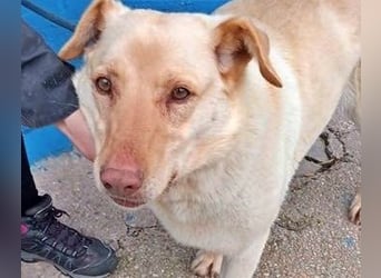 Laika, darf sie einmal im Leben ein schönes Zuhause haben?!