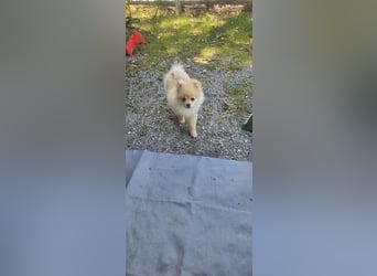 Pomeranian Spitz