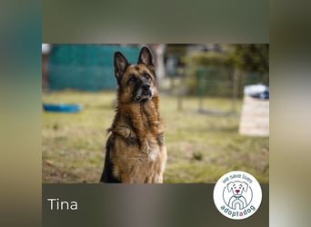 Tina: Traumhund sucht Traumzuhause