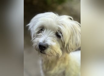 Maltipoo Malteser Toy Pudel Mix Welpen