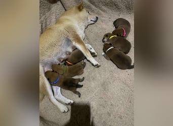 Wunderschöne Shiba Inu Welpen suchen ein liebevolles Zuhause!