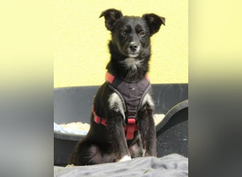 Prinz sucht sein Für-Immer-Zuhause!