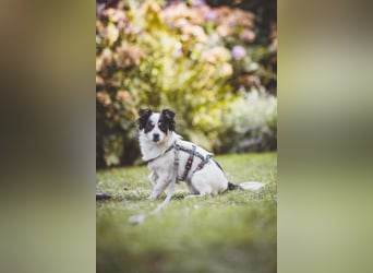 winzige süße Chihuahua Mischlings-Hündin Lotti sucht eine Familie