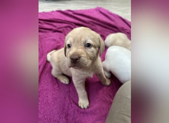 Labrador Retriever Labbi Welpen