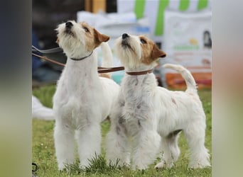 Weiblicher Jack Russell Terrier zu verkaufen