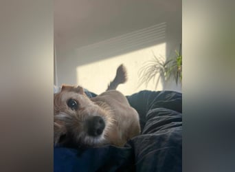 Lala sucht ein ruhiges Zuhause