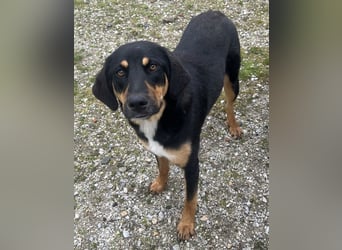 Letti, geb. ca. 05/2024, lebt in GRIECHENLAND, auf einem Gelände, auf dem die Hunde notdürftig verso