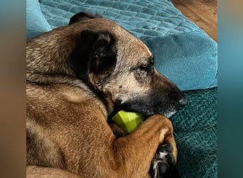 Tilda sucht ihr Für-Immer-Zuhause