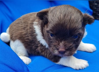 Bezaubernde Welpen aus Bolonka Zwetna und Pomeranian (Zwergspitz)