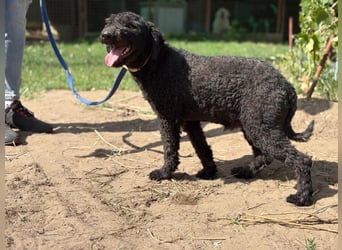 Benedek - so ein  toller Hund