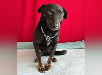❤️ zarte Hundeseele VANDA - 8 Jahre, 40cm/9kg - Mischling