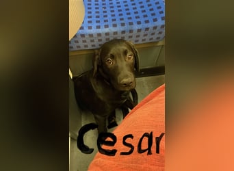 César