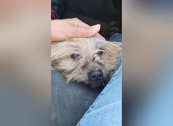 Paula - freundliche, aktive, katzenverträgliche Malteser Mix Hündin / Pflegestelle in Brakel