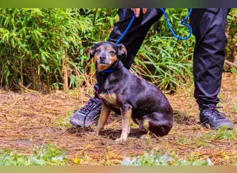 Fiona, Mix Pinscher / Chihuahua, lieb und verträglich