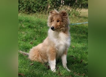 Collie Welpen aus VDH Zucht