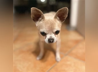 (R) ❤️ süßer Zwerg KIKO - 4 Jahre, 24cm/ 3kg - Chihuahua