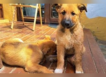 Joriz, ein verspieltes Hundekind auf der Suche nach einem Zuhause fürs Leben