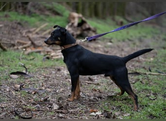 Albert – quirliger Wirbelwind sucht sportliches Zuhause!