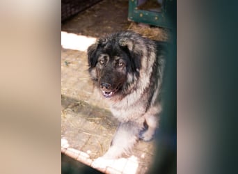 Bear: Hat seine Angst überwunden