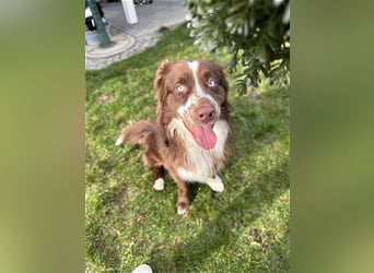 Australian Shepherd Red Bi Deckrüde