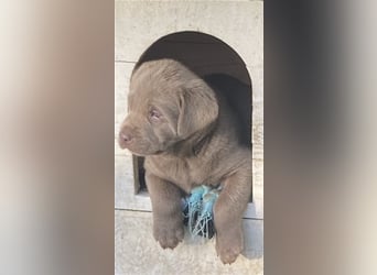 Labrador Welpen in der Farbe Silber mit Ahnentafel!