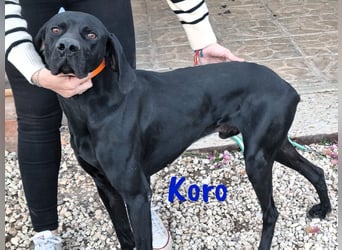 Koro 10/2020 (ESP Pflegestelle) - sportlicher, sehr hübscher Bracke (Jagdhund) Rüde!