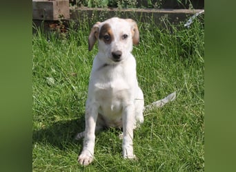 Lilli - Familie mit Herz gesucht