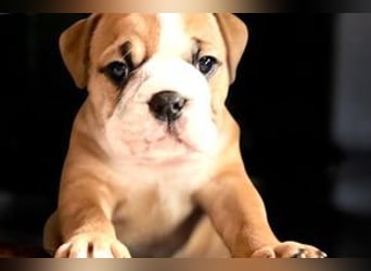 Continental Bulldog Welpen