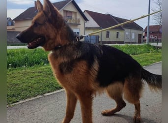 Tia ❤️ verschmuste, treue Schäferhündin