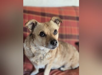 Selli sucht ein neues Zuhause