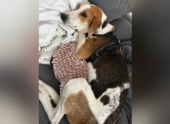 Familienhund Lona, zu besuchen in Bad Nauheim