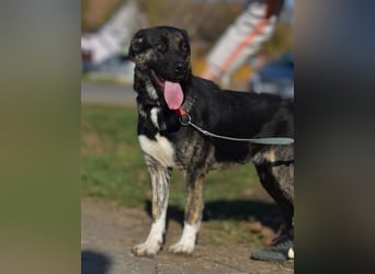 Max, so ein hübscher Bub, wartet in Rumänien auf die Ausreise