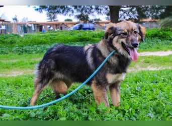 Roslyn, Mix Collie / Schäferhund, lieb und verträglich