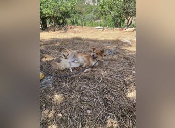 Romeo – riesengroßes Hundeherz im feinen, kleinen Pelz!