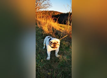 Englische Bulldogge Benjamin