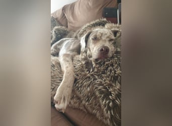 Exquisit Bulladors (Labrador, English Bulldogge)mit vollen Papieren, Ahnentafeln, Gesundheitszeugnis