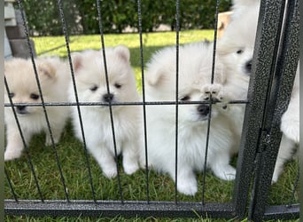 Süße Pomeranian Zwerkspitz Welpen