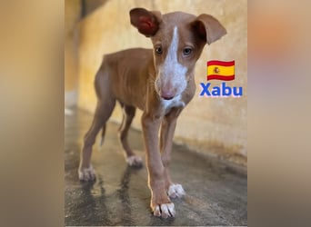 Xabu,geb.08/23,hübscher Podenco Bub sucht seine Familie