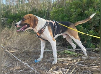 Dimmi – junger französischer Laufhund-Mischling sucht liebevolles Zuhause