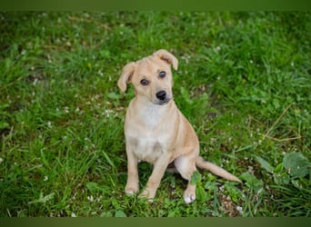 Welpe LINUS - der kleine Racker sucht ein liebevolles Für-Immer Zuhause
