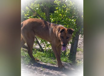 TILLY - sportliche, junge Hündin sucht Familie