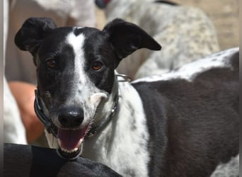 Rocky7 02/2023 (ESP) - sozialer, freundlicher und verschmuster Galgo!