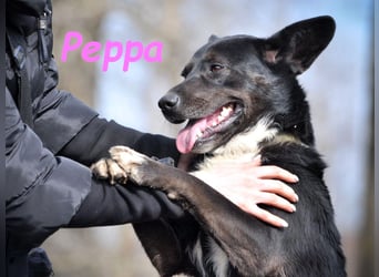 Peppa geb. 11/2022 - verschmuste, gesellige und loyale Hündin!