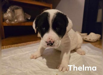 Thelma – Die fröhliche Entdeckerin sucht ihr Für-Immer-Zuhause!