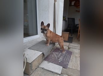 Frieda