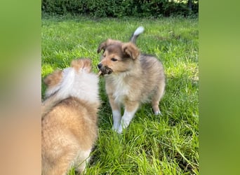 Sheltie Welpe Hündin