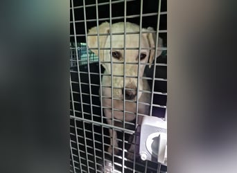 Lucy-DG, taube,kleine Fee sucht Körbchen !